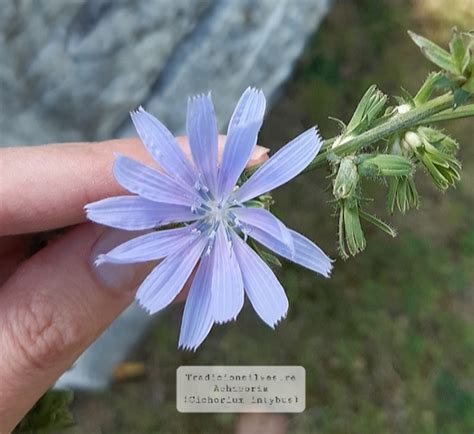 La Achicoria Propiedades Medicinales Tradicionsilvestre