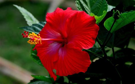 A Traditional Red Hibiscus Hibiscus Bamboo Plants Love Flowers