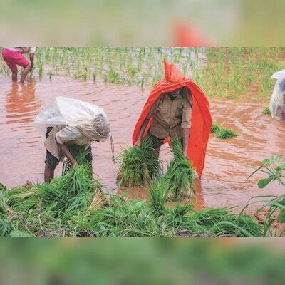 Kharif Sowing Over In Rajasthan All Eyes On Sky As Rain May Queer