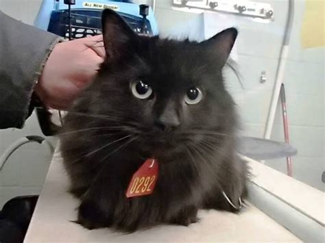 Gaston County Animal Shelter Volunteer Noonaday