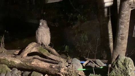 Blakiston S Fish Owl Spotting At Yoroushi Onsen Hokkaido YouTube