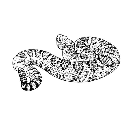 Western Diamondback Rattlesnake Coloring Pages