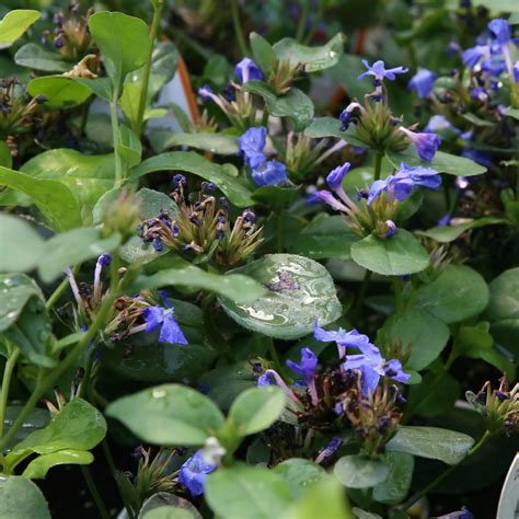 Plumbago, Hardy Blue #1 – Greenwood Creek Nursery