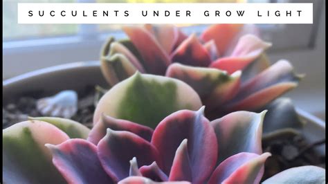 Succulent Grow Light / A Comprehensive Guide To The Best Grow Lights For Succulents Unusualseeds ...