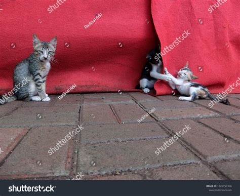 119 Cat Three Legs Playing Images Stock Photos And Vectors Shutterstock