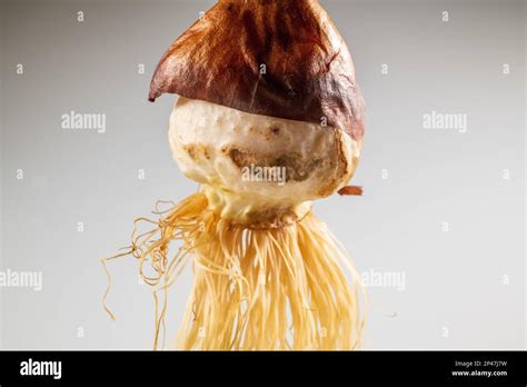 Tulip Bulb With Roots Growing Tulipa Cut Out On White Background