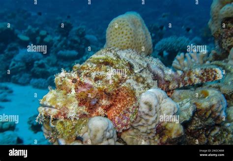 Drachenkopf Scorpaena Scrofa Unterwasser Foto Tauchplatz Abu Talha