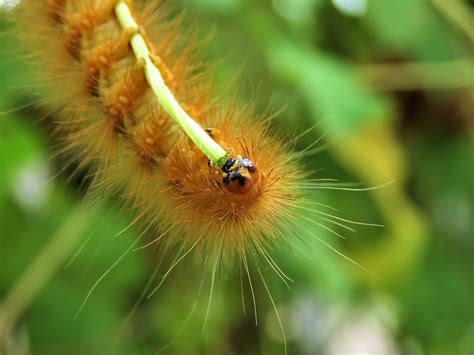 Oruga Escarabajo Insecto Foto Gratis En Pixabay Pixabay