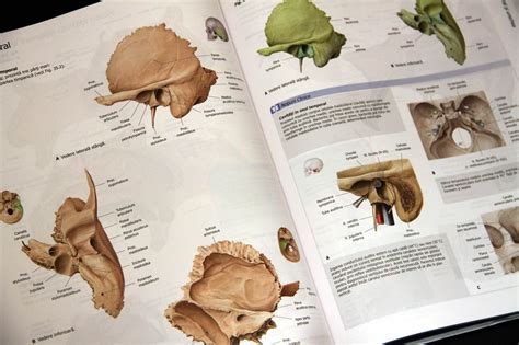 Atlas De Anatomie Nomenclatura Latina