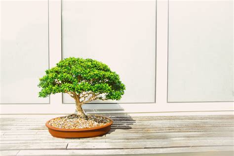 Free Images Houseplant Bonsai Flowerpot Tree Green Woody Plant