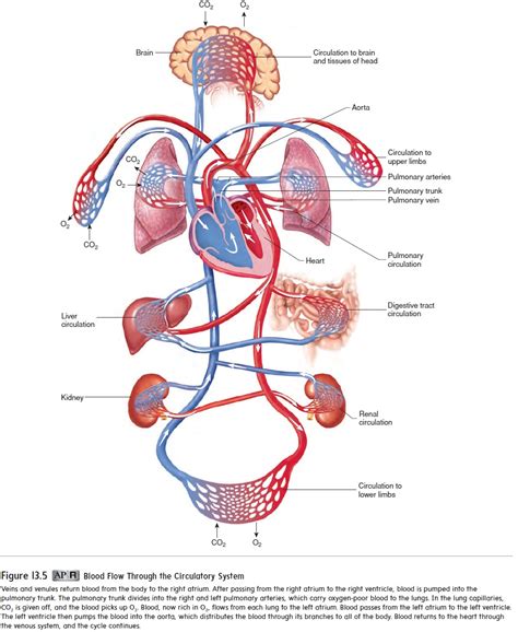 Blood Vessels Of The Pulmonary Circulation