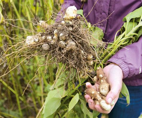 When to harvest Jerusalem artichokes: tips to pick tubers | Homes and