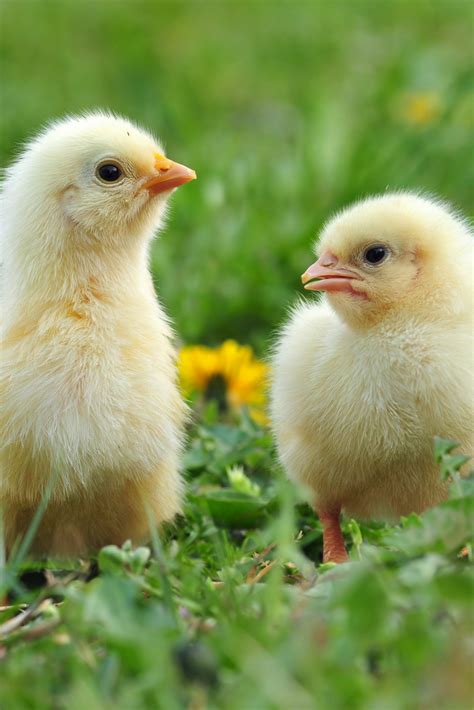 Baby Chick Basics Rural Mom