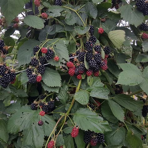 Rubus Fruticosus Triple Crown Find Haveplanter