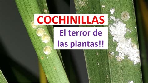 COCHINILLAS El Terror De Las Plantas Como Eliminarlas