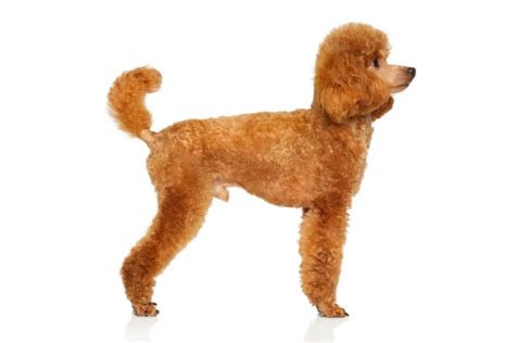 Poodle Tail Docking: Top 5 Questions Answered | PoodleHQ