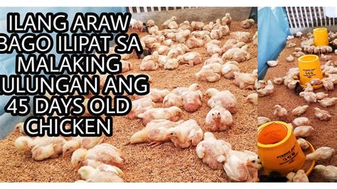 PAANO ANG TAMANG PAG AALAGA NG 45 DAYS OLD CHICKEN OR BROILER CHICKEN