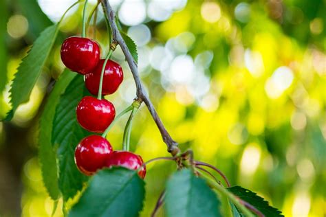 Arbres fruitiers pour petits jardins | Pratique.fr