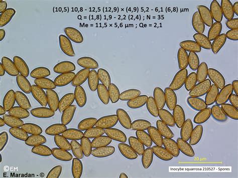 Microscopie Basidiospore De Inocybe Squarrosa E Maradan