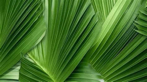 Lush Green Texture Of The Kerriodoxa Elegans Leaf Also Known As White