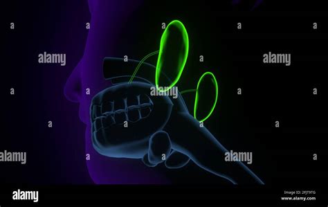 human throat anatomy. 3d render Stock Photo - Alamy