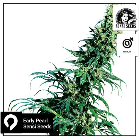 Early Pearl Sensi Seeds Regular Seeds Kazam Seeds