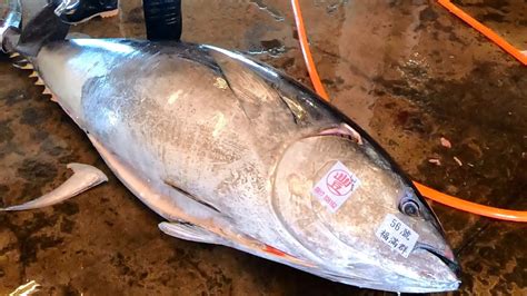 Superb And Perfect Fast Bluefin Tuna Cutting Skills Youtube