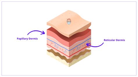 Layers Of The Dermis Papillary And Reticular