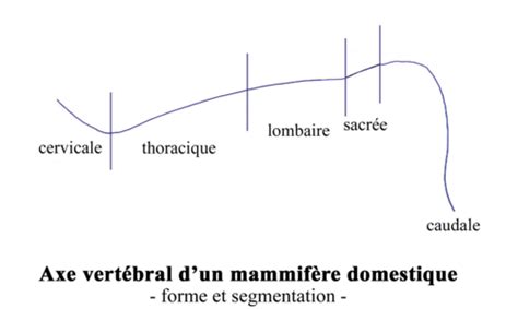 Ostéologie 2 Mise en place du squelette du boeuf Flashcards Quizlet