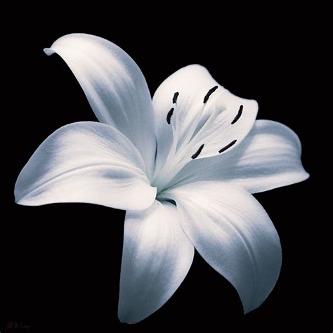 Free Images : black and white, flower, petal, flora, lily, macro ...