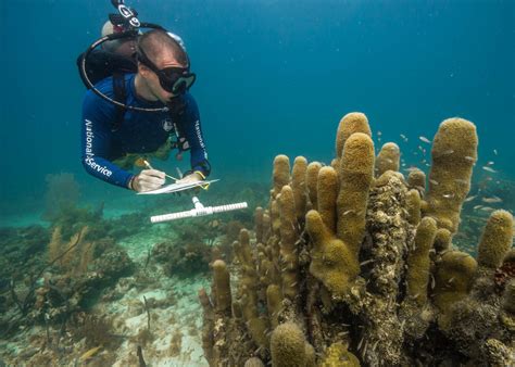 A Manager's Guide to Coral Reef Restoration Planning and Design | ICRI