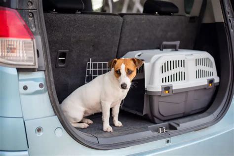 12 besten Hundeboxen fürs Auto im Überblick Ratgeber