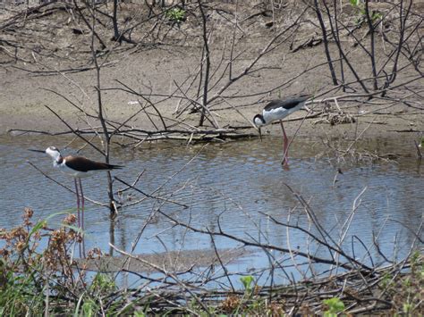 Post Podcast Cheyenne Bottoms Wildlife Manager Wagner