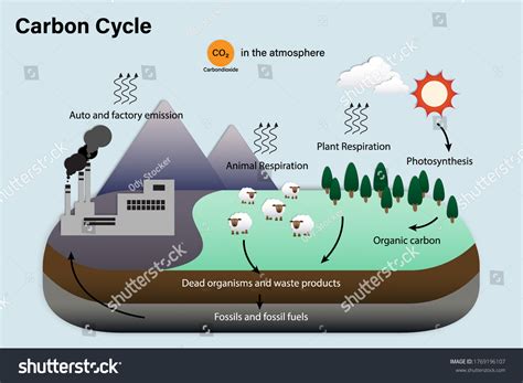List Four Examples Of Nutrients Cycled In Biogeochemical Cycles