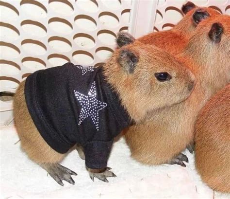 he’s a star : capybara