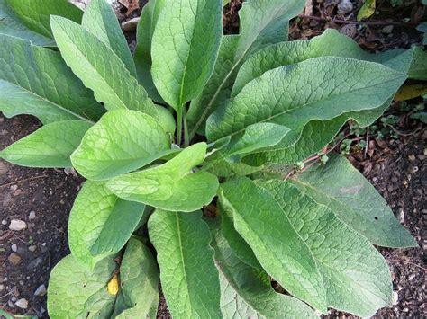 Everything You Need to Know About the Amazing Comfrey Plant - Garden ...