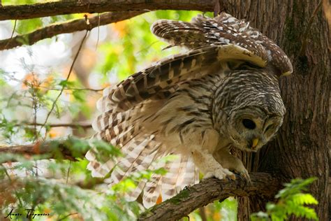 Chouette Ray Strix Varia Barred Owl Ana S Tr Panier Flickr