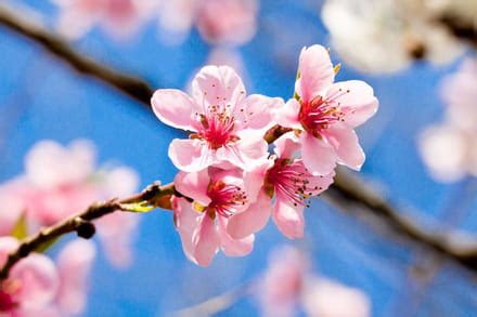 Fiori Di Ciliegio Il Significato Dei Fiori Sakura Magazine Delle Donne