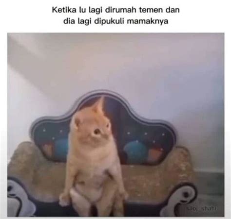 Tingkah Laku Kucing Oren Ternyata Bisa Lucu Ih