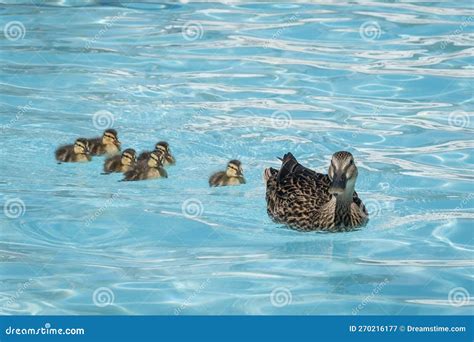 Pato Y Patos Nadan En La Piscina Imagen De Archivo Imagen De