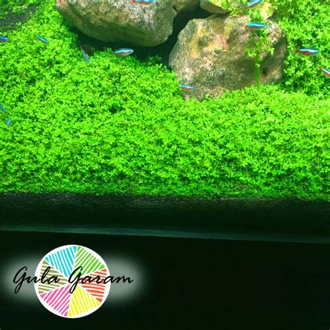 Jual Monte Carlo Tanaman Air Aquascape Rumput Dasar Media Wabikusa Low Co2 Jakarta Barat