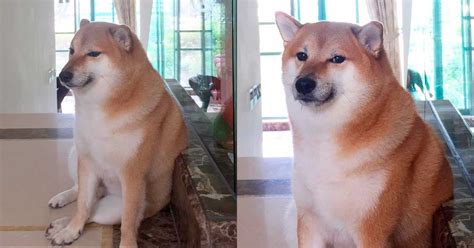 El perrito de los memes Cheems está al borde de la muerte por una