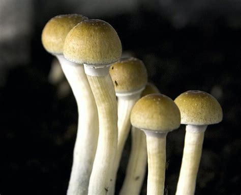 Why Massachusetts Should Legalize Magic Mushrooms The Fight For Botanicals