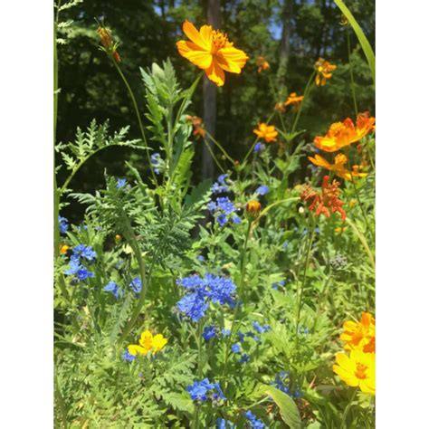 Shop Honey Bee Habitat Grow Kit