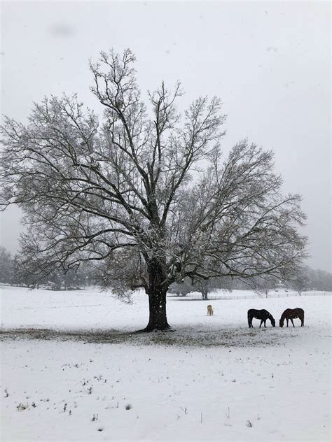 Snow in Alabama! : pics