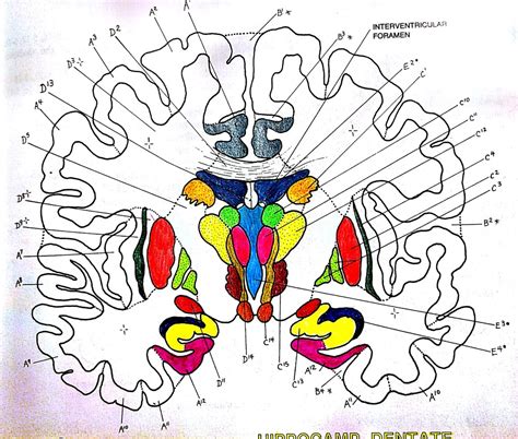 Coronal section through mammillary bodies Diagram | Quizlet