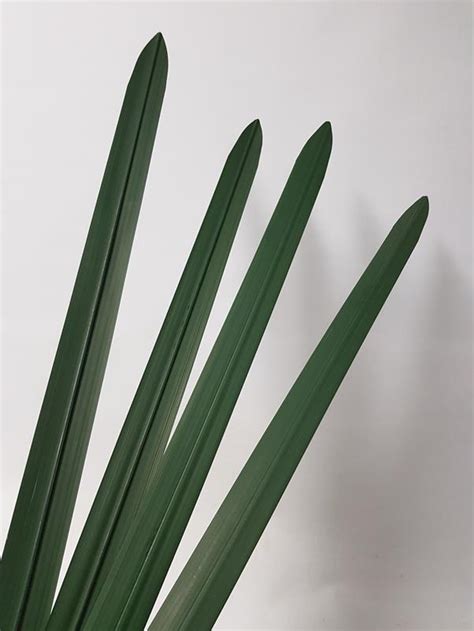 Artificial Sword Leaf Green Cm Desflora