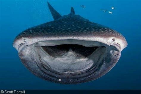 Whale Shark smile. | Ocean dwellers, Scary animals, Ocean creatures