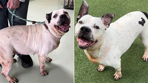 Deaf Dog Was Adopted After 553 Days In The Shelter Today She Hears