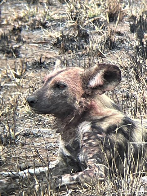 Wild Dogs South Africa | AfricaHunting.com